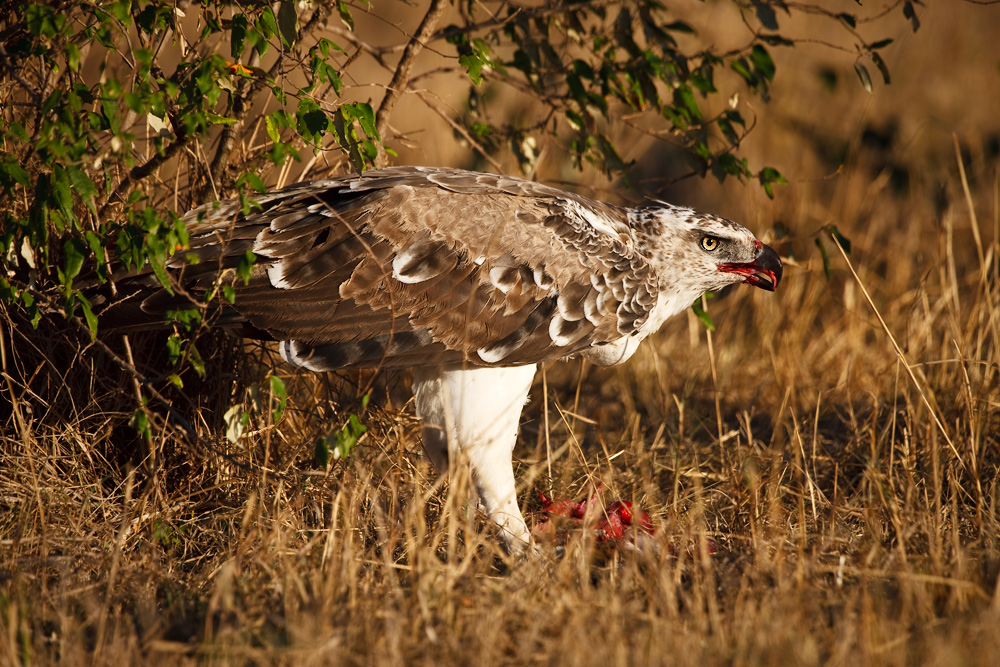 Martial Eagle / Kampfadler