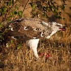 Martial Eagle / Kampfadler