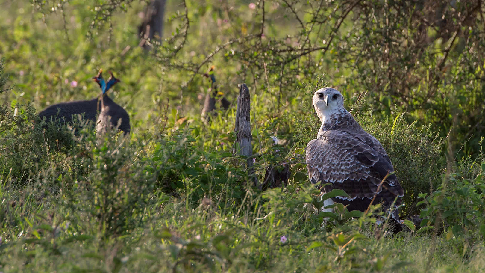 martial eagle - Kampfadler