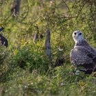 martial eagle - Kampfadler