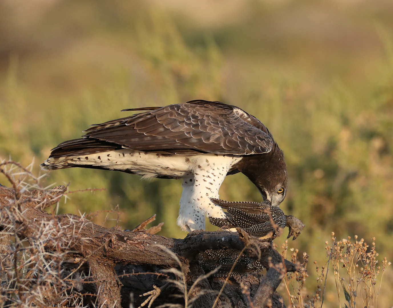 Martial Eagle with Guineafowl