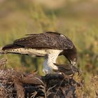 Martial Eagle with Guineafowl