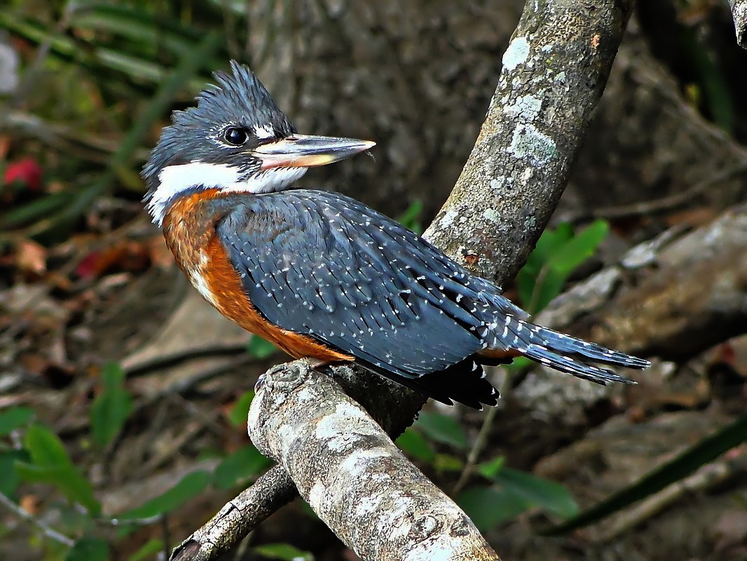 martim pescador brasil