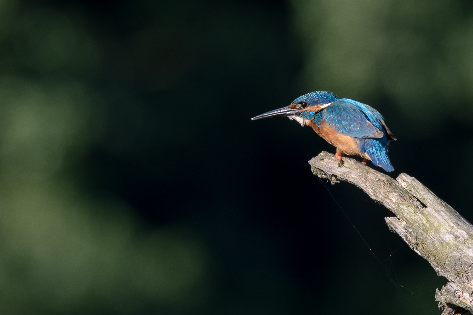 Martin au petit matin,