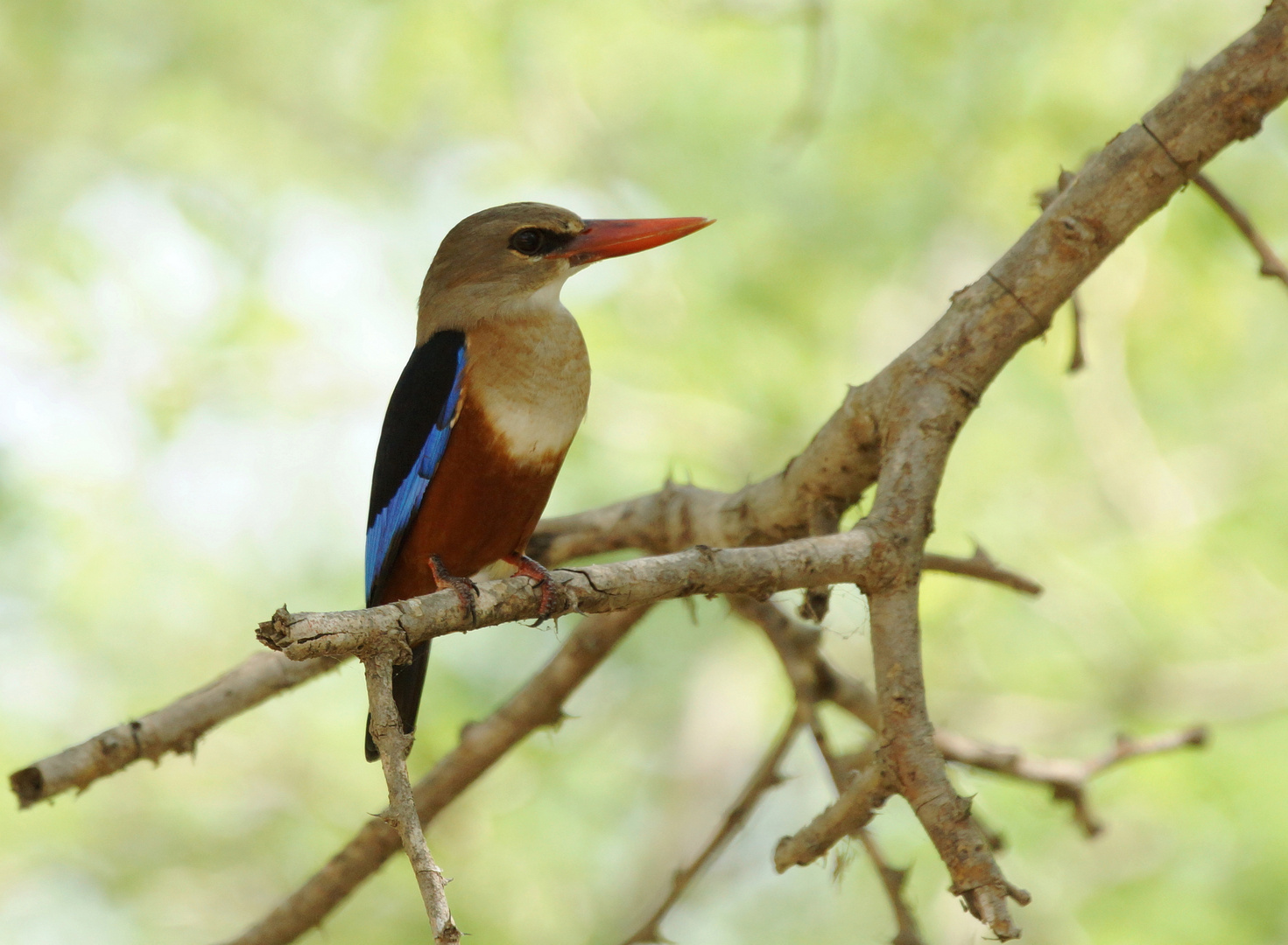 martin-chasseur à tête grise, Oman