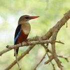 martin-chasseur à tête grise, Oman