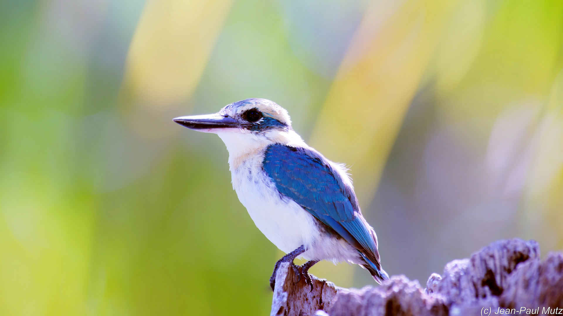 Martin chasseur des Gambiers / Tuamotuliest (Todiramphus gambieri)