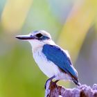 Martin chasseur des Gambiers / Tuamotuliest (Todiramphus gambieri)