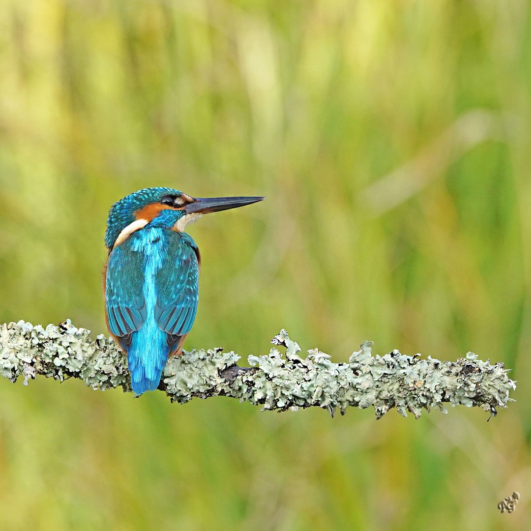 Martin et sa couleur turquoise..