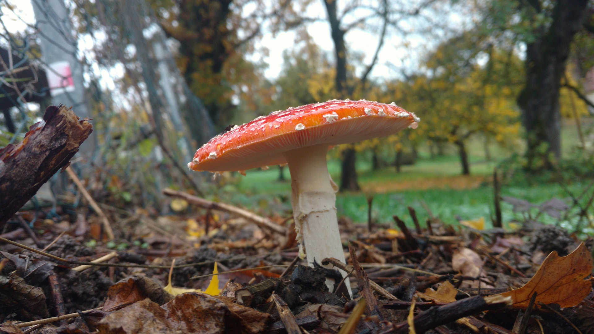  Martin Hünlich Fliegenpilz - amanita muscaria