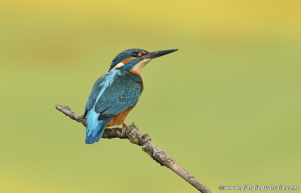 Martin Kingfisher