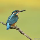 Martin Kingfisher