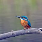 Martin le pêcheur