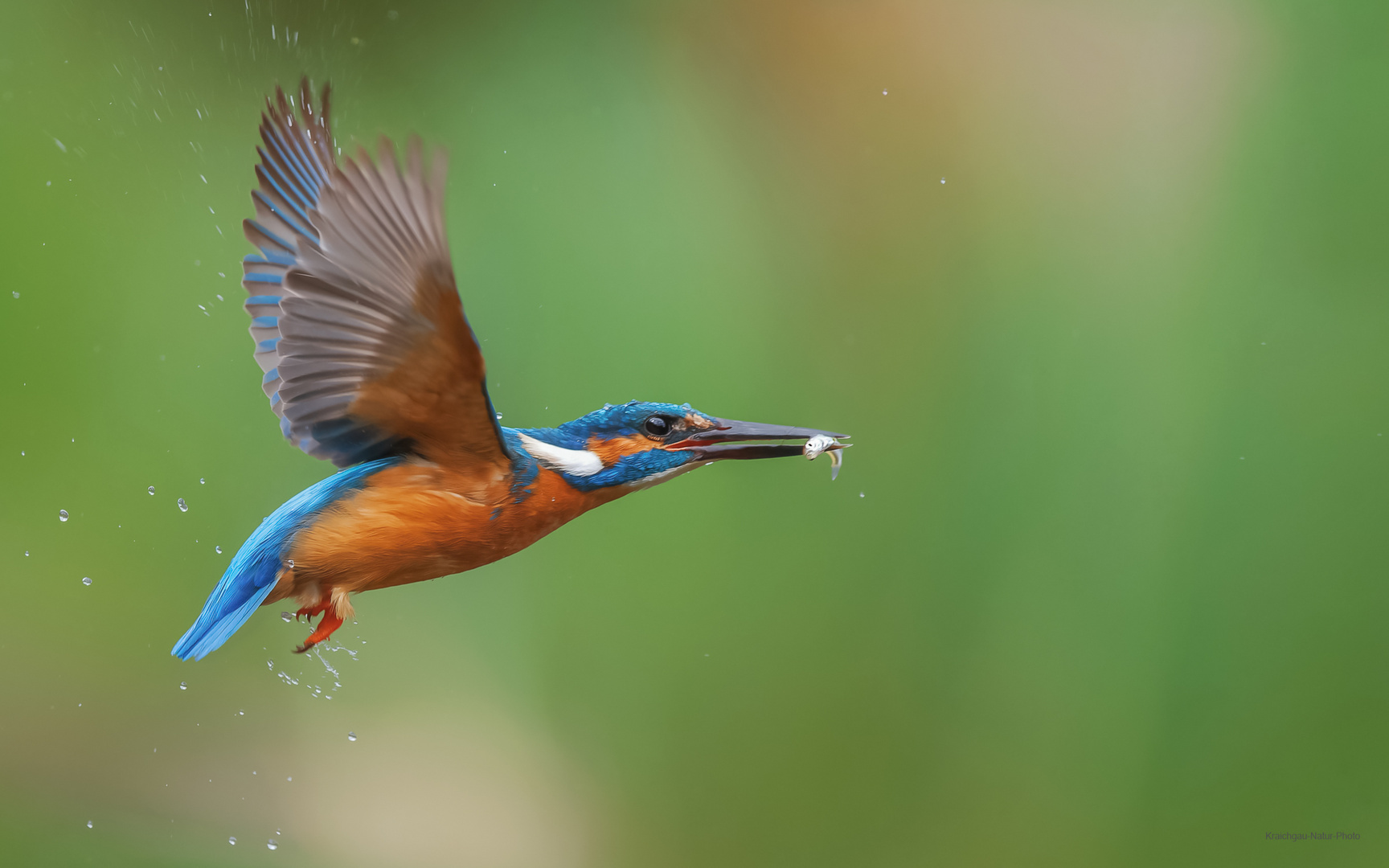 ___ martin pêcheur aux poissons en petite camargue __