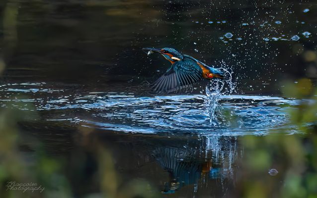 Martin pêcheur d'Europe 