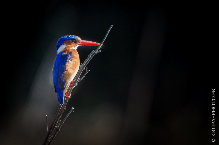 Martin-pêcheur huppé au Delta de l'Okavango, Botswana