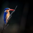 Martin-pêcheur huppé au Delta de l'Okavango, Botswana