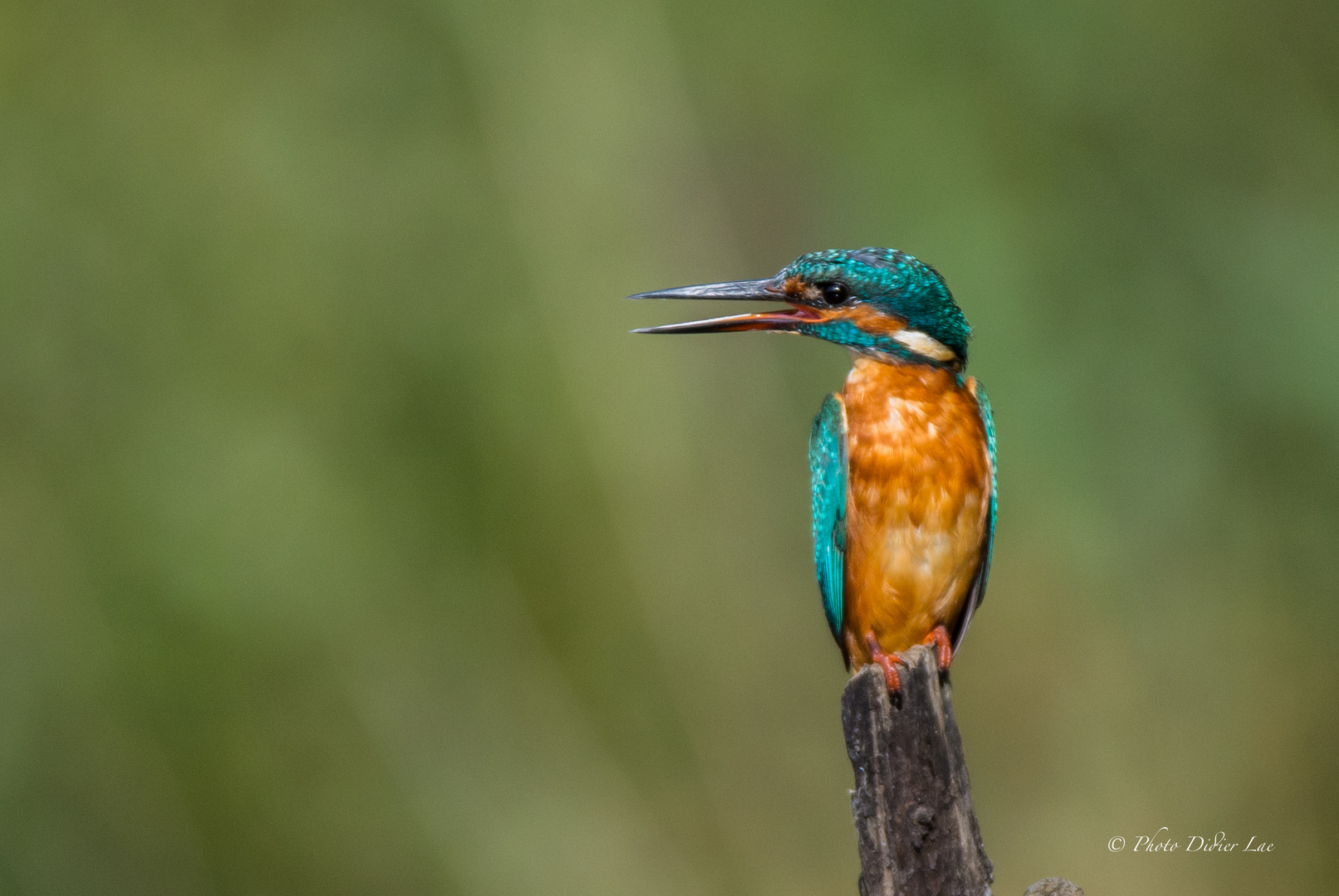 Martin Pêcheur juvénile (femelle) photo et image | nature, animaux ...