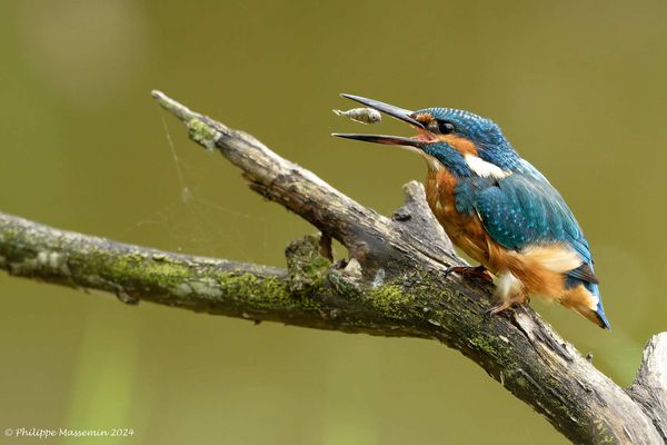 Martin Pêcheur / Kingfisher