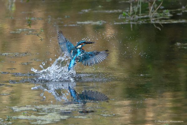 Martin Pêcheur / Kingfisher - 1/2