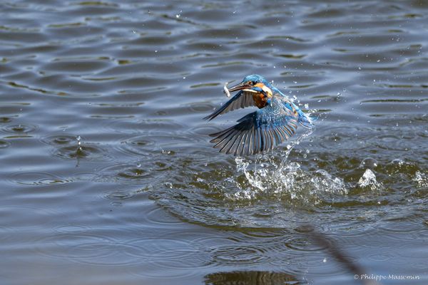 Martin Pêcheur / Kingfisher - 2/3