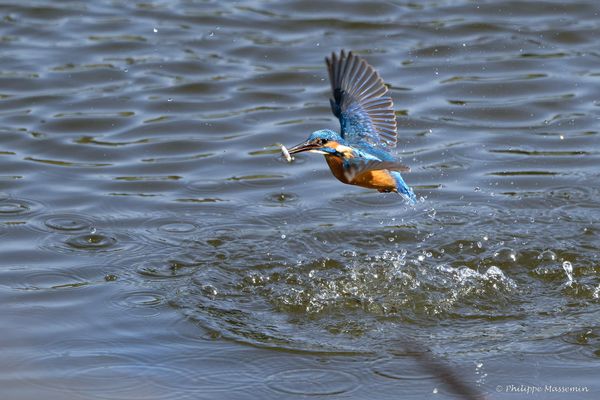 Martin Pêcheur / Kingfisher - 3/3