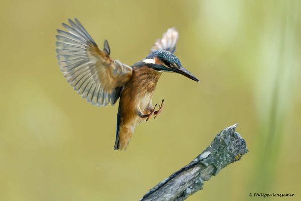 Martin Pêcheur / Kingfisher (Alcedo atthis) - 1/5