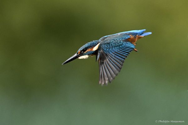 Martin Pêcheur / Kingfisher (Alcedo atthis) - 2/5