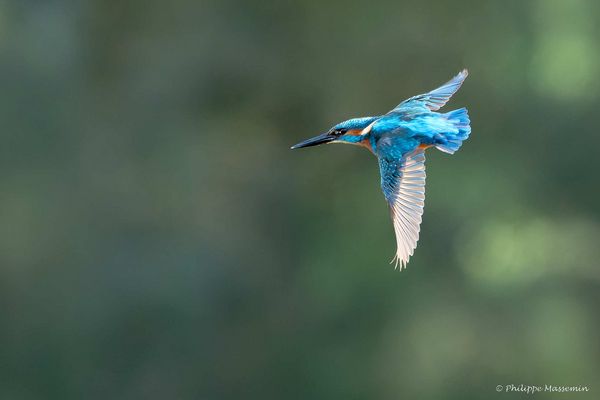 Martin Pêcheur / Kingfisher (Alcedo atthis) - 3/5