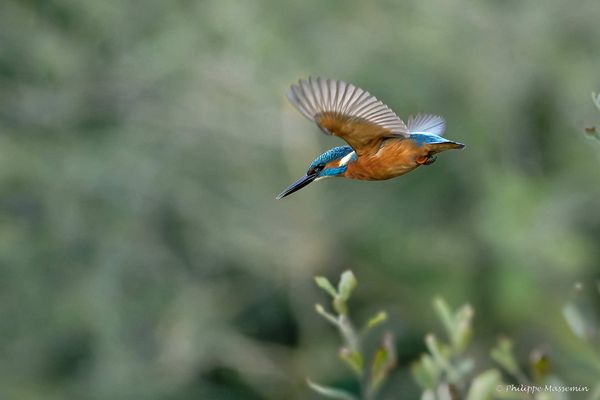 Martin Pêcheur / Kingfisher (Alcedo atthis) - 4/5