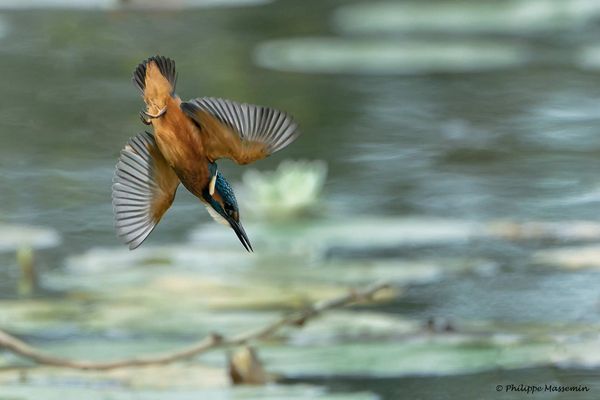 Martin Pêcheur / Kingfisher (Alcedo atthis) - 5/5