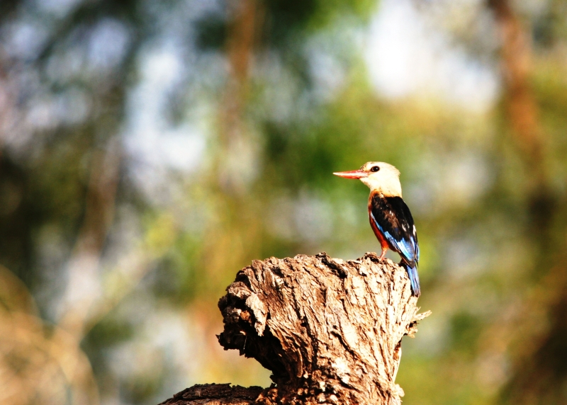 Martin-Pêcheur (Kingfisher) - Samburu / Kenya