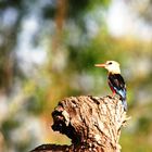 Martin-Pêcheur (Kingfisher) - Samburu / Kenya