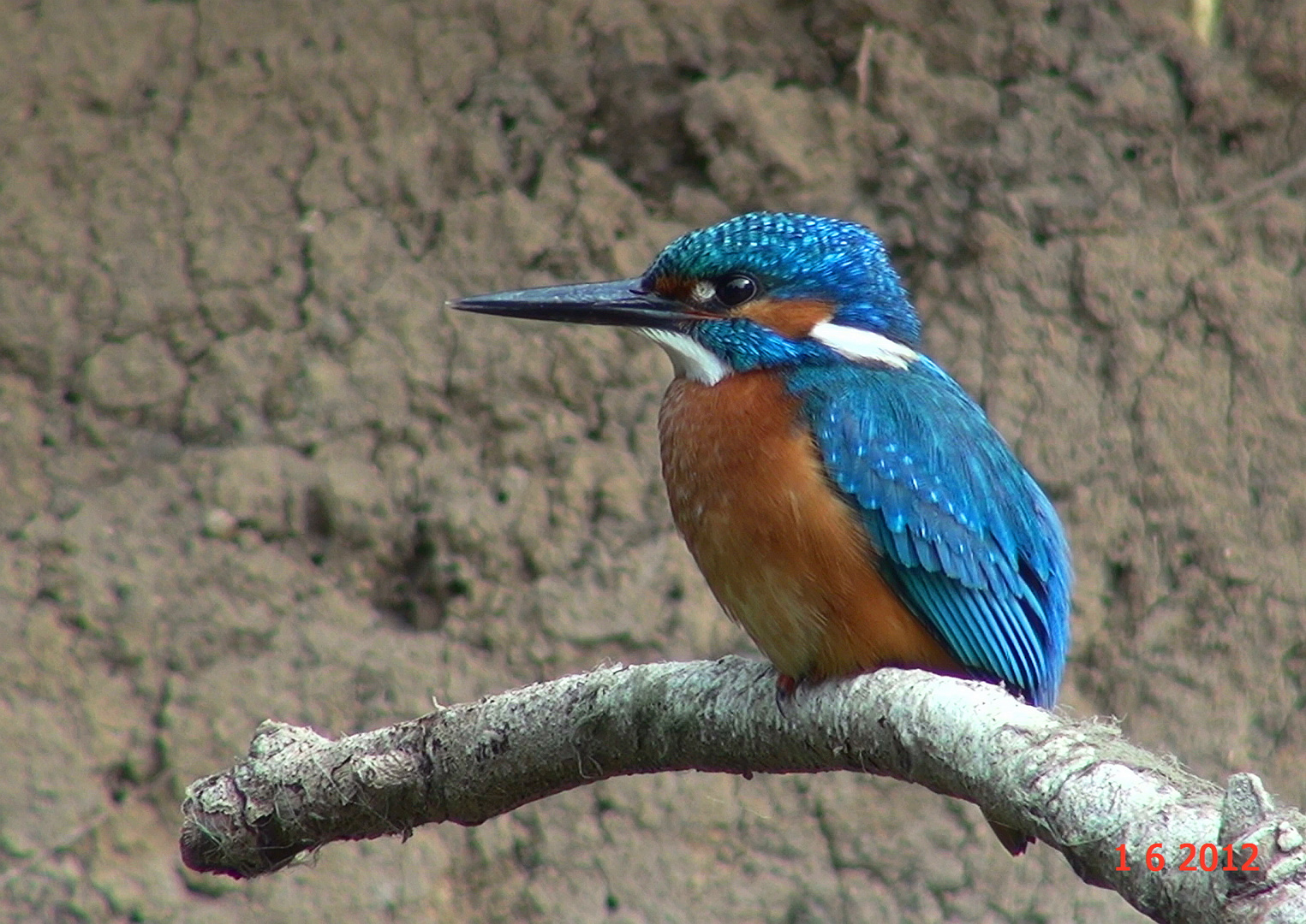 Martin- pêcheur mâle