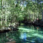 Martin pêcheur perdu dans la mangrove