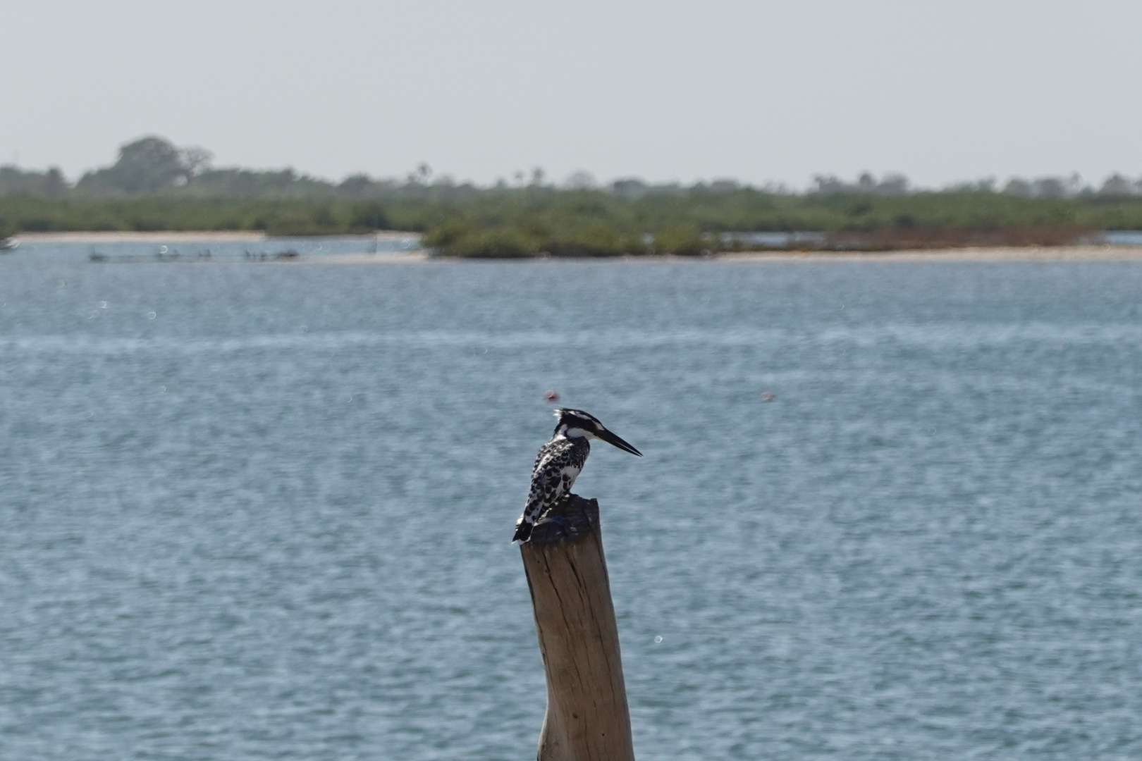 Martin pêcheur pie, Saloum, Sénégal