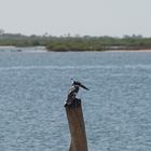 Martin pêcheur pie, Saloum, Sénégal