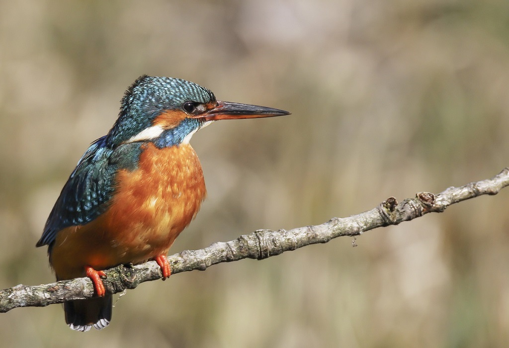 martin pécheur photo et image | nature Images fotocommunity