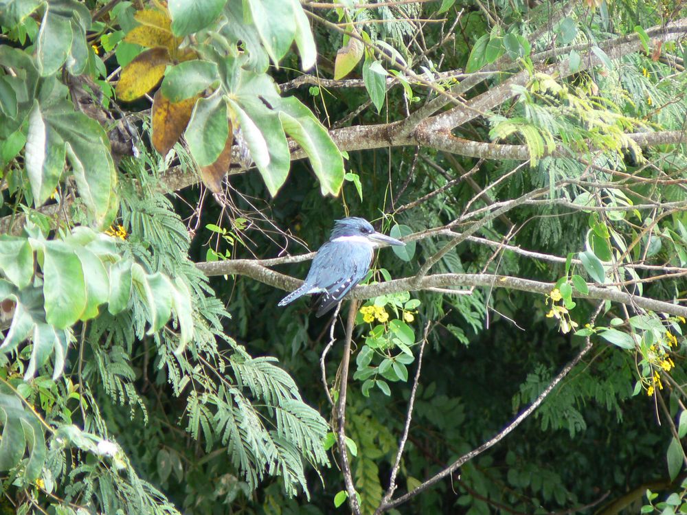 martin pecheur dans la verdure