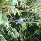 martin pecheur dans la verdure