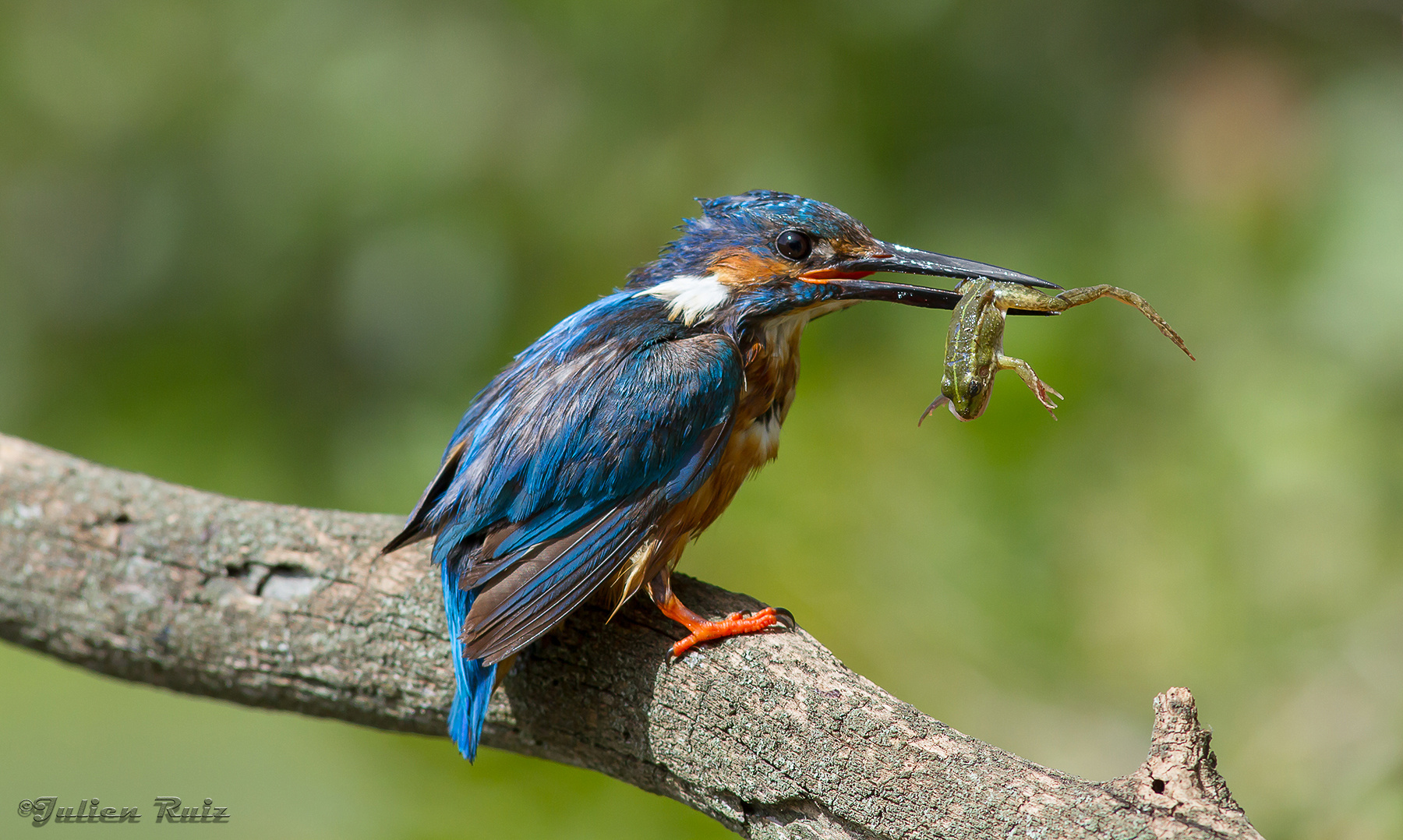 Martin pecheur d'Europe et sa grenouille