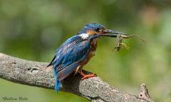 Martin pecheur d'Europe et sa grenouille