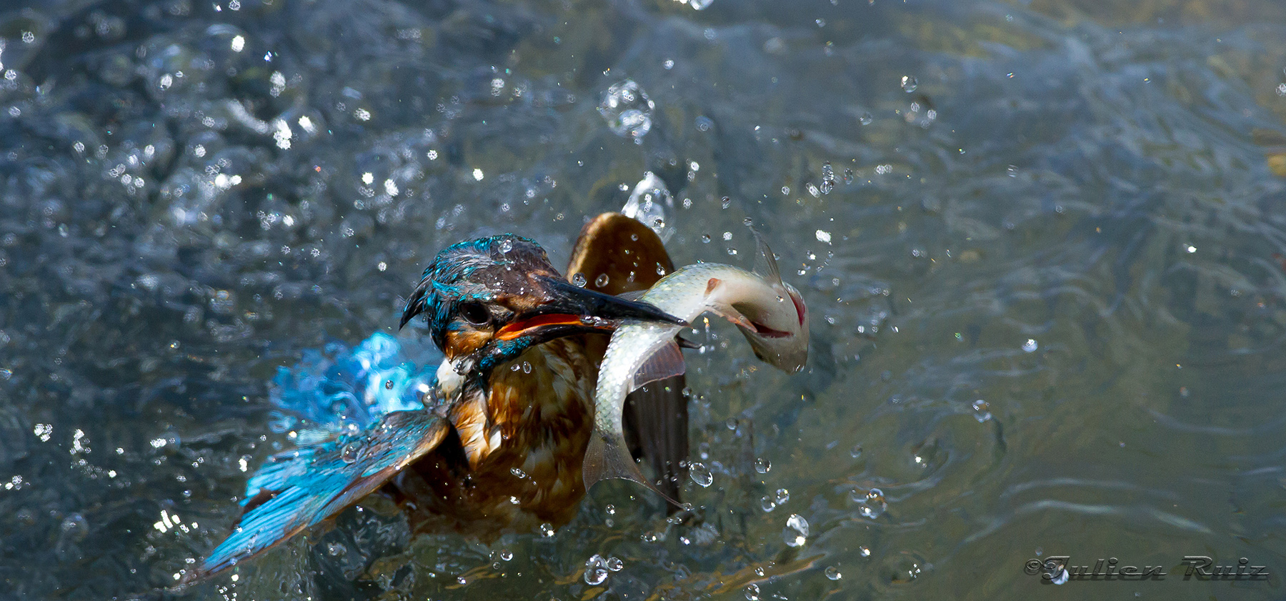 Martin pecheur d'Europe et son poisson sortie de l'eau