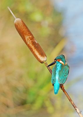 Martin perché sur la branche de roseau ...