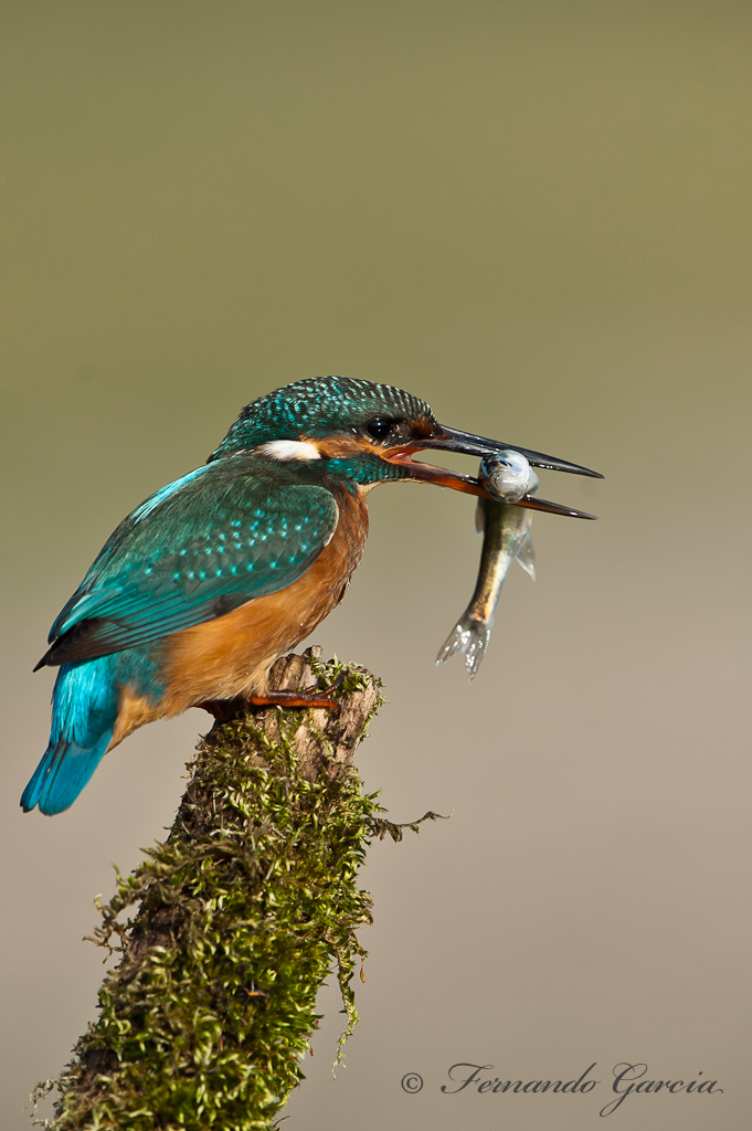 martin pescador ( alcedo atthis )