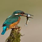 martin pescador ( alcedo atthis )