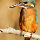 Martín Pescador (Alcedo atthis)