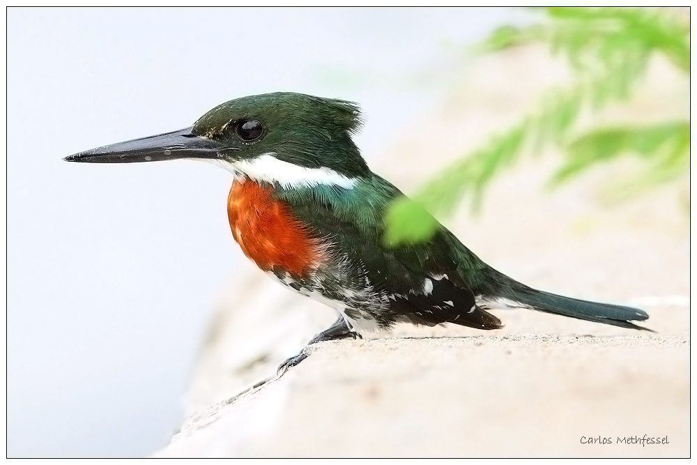 martín pescador (Chloroceryle americana).