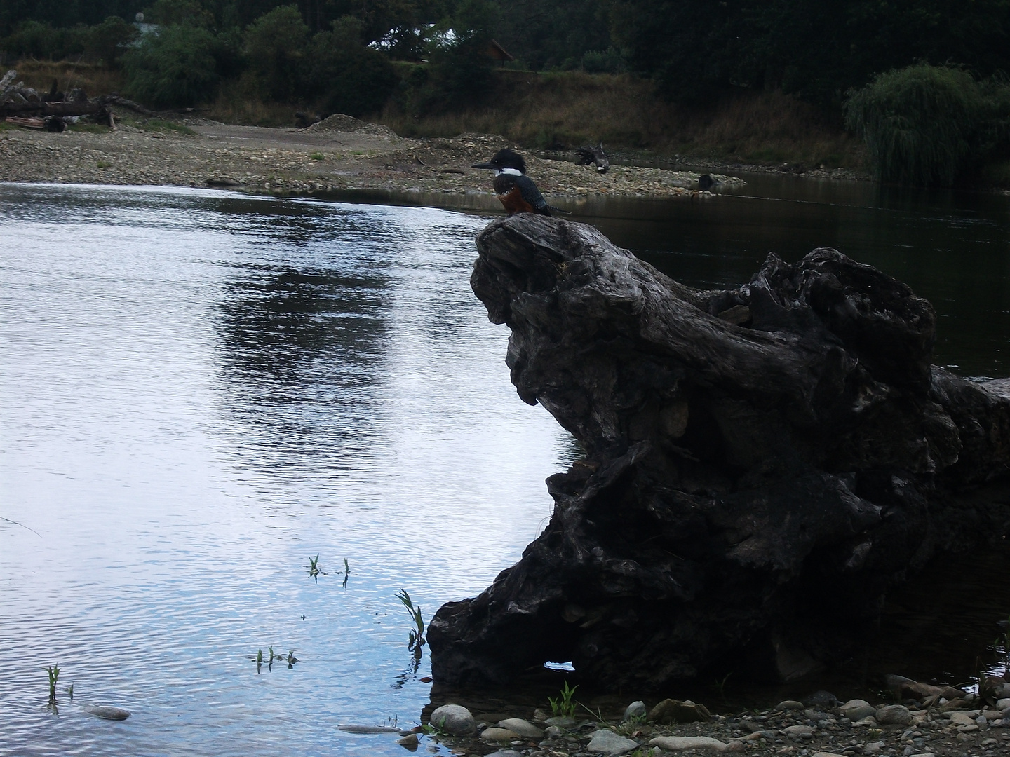 Martin pescador en el tronco - Patagonia el Maqui Osorno Chile