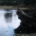 Martin pescador en el tronco - Patagonia el Maqui Osorno Chile